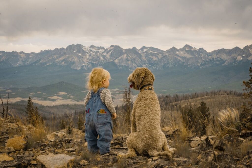 chien montagne