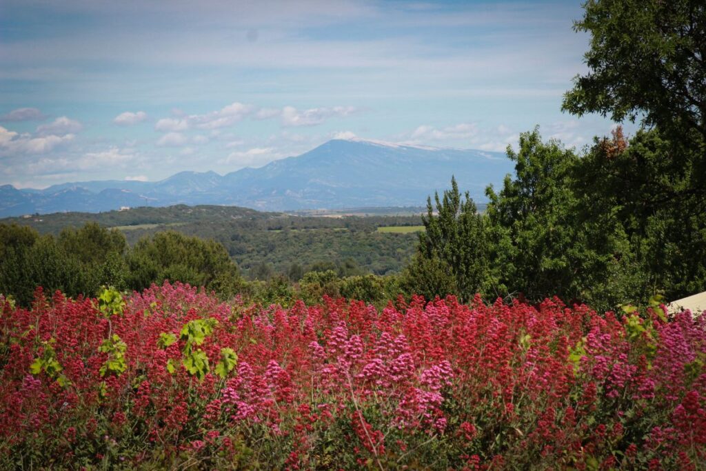 favoris grand raid ventoux (4)