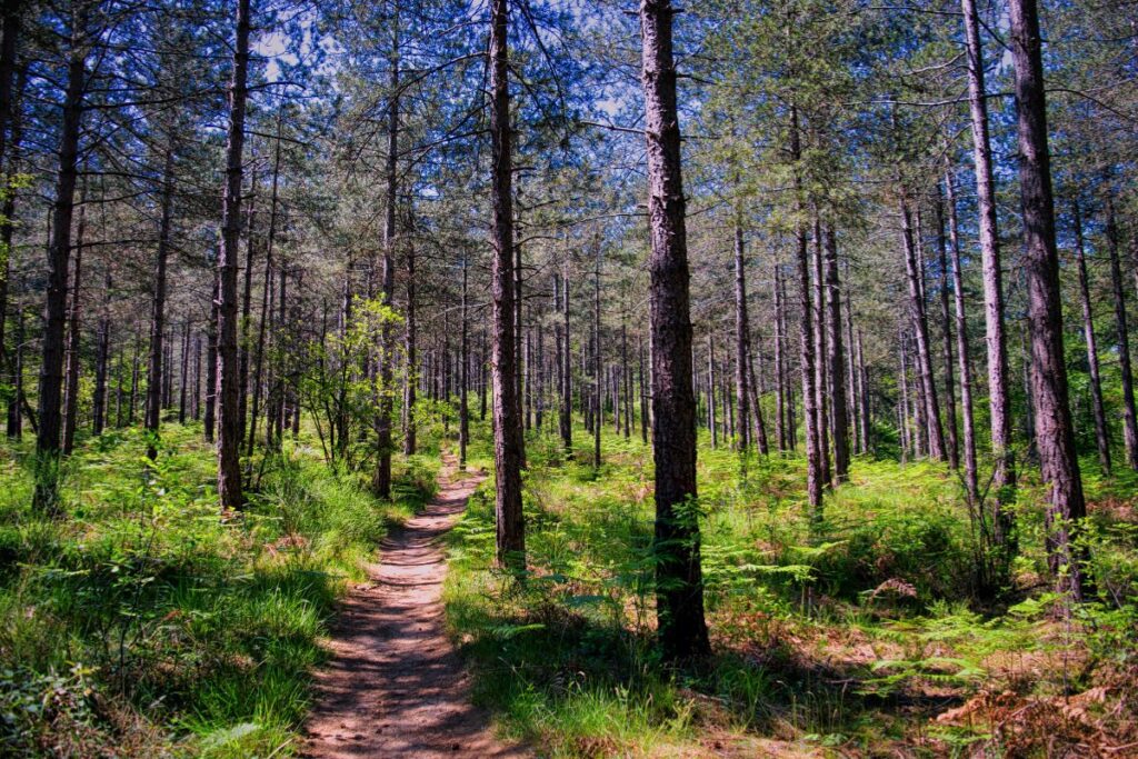 ou courir pleine nature (7)