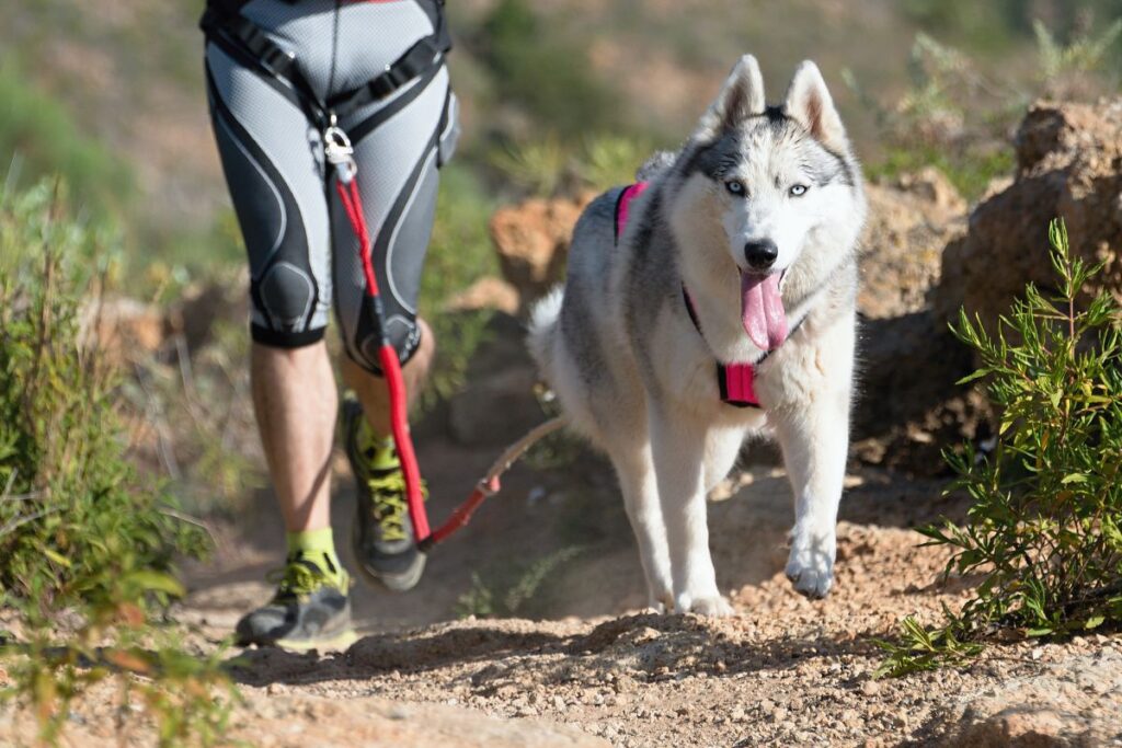 chien canicross