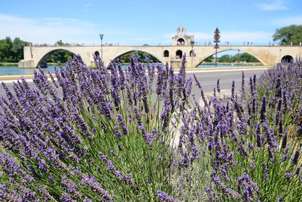 marathon avignon 2026 (3)