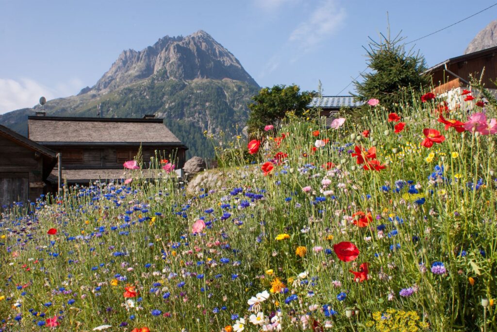 ou voir coureur utmb (4)