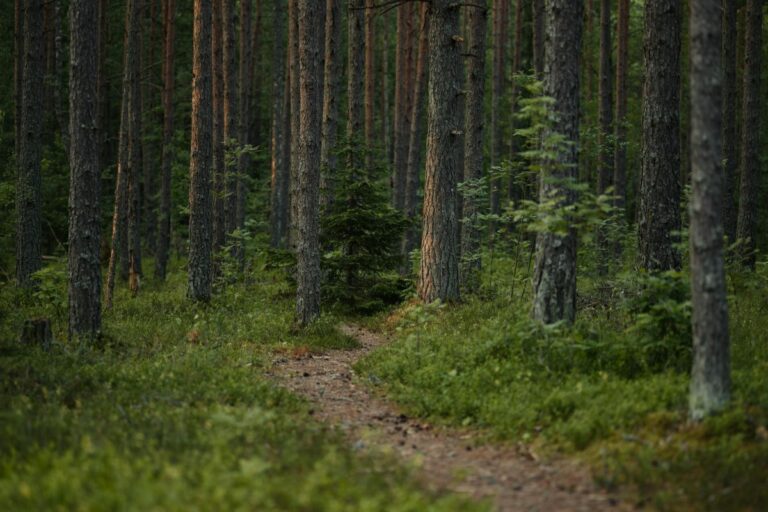 Trail de Noël à Mozac : un coureur de 50 ans décède après un arrêt cardiaque en pleine forêt
