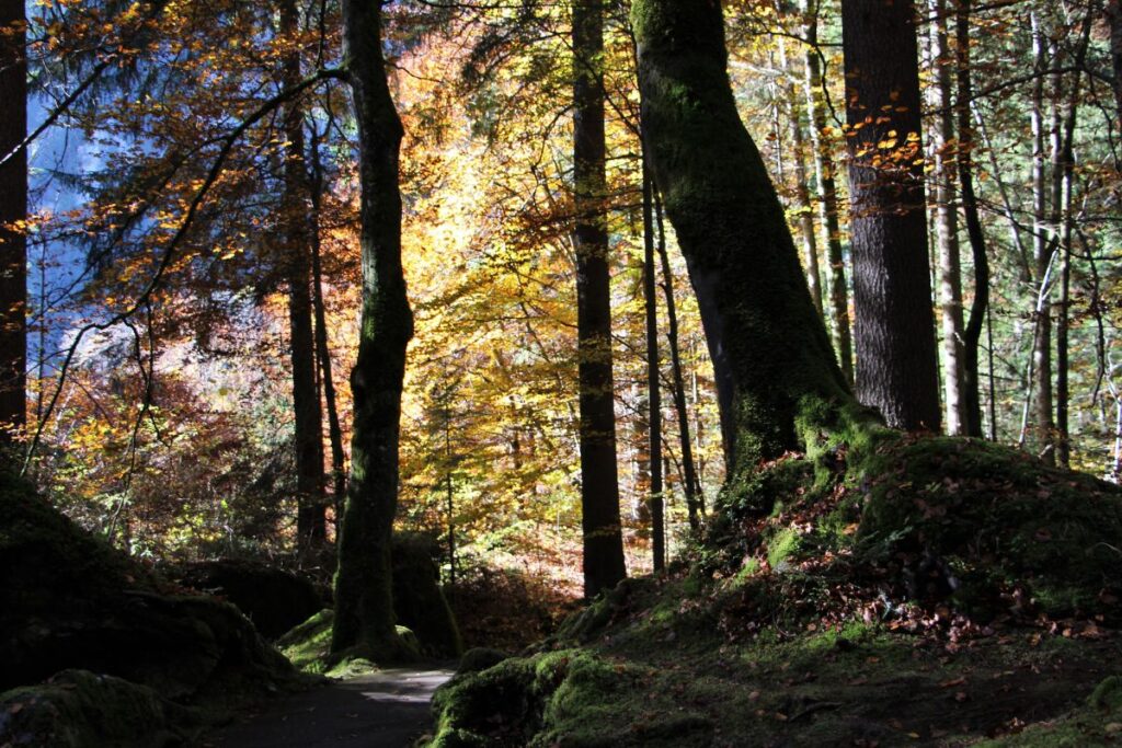 trail nord pas de calais (1)