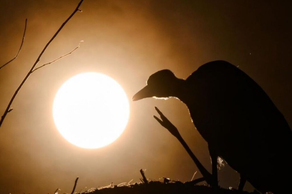 eclipse solaire provence (1)